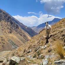 Sarah Hodges, Allison H Powell - Salkantay Inca Trail (Peru)