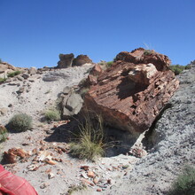 Marcy Beard - Red Basin Clam Beds Loop (AZ)