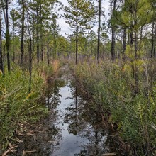 Nathan Broom - Palmetto Trail:  Swamp Fox Passage (SC)