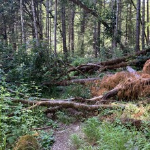 Becky Grebosky / Rogue River Trail FKT