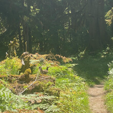 Andrew Noreen, Leah White-Noreen - Dosewallips River Trail - East Fork Quinault River Trail (WA)