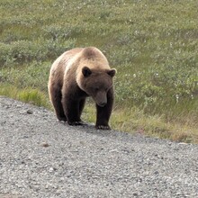 Jenny Hoffman - Dalton Highway (AK)