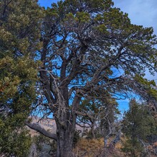 Steven Terry - Arizona Trail Santa Catalina Loop