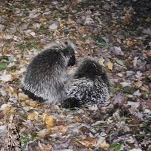 Grant Freed - Lower Michigan Triple Crown (MI)