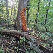 Jim Sweeney - Taconic Crest Trail (NY, MA)