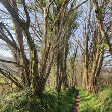 Emily Jarvis - Erme Plym Trail