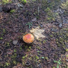 Tom McQueeny-Rose - Banks-Vernonia State Trail (OR)