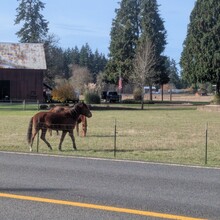 Tom McQueeny-Rose - Banks-Vernonia State Trail (OR)