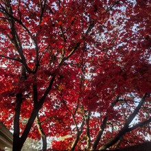 Tom McQueeny-Rose - Banks-Vernonia State Trail (OR)