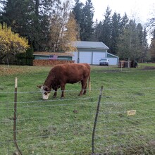 Tom McQueeny-Rose - Banks-Vernonia State Trail (OR)