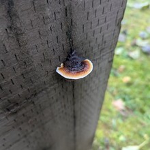 Tom McQueeny-Rose - Banks-Vernonia State Trail (OR)