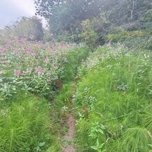 Suki Nightsward - The Stroud WAS Way (UK)