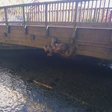 Robin Hurst, Terry Rosoman, Dave Hall - River Anton Way (United Kingdom)