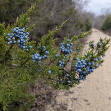 Nicole Fleming - Prairie Spirit and Flint Hills Trails (KS)