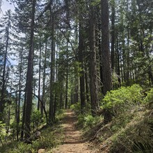 Lea Mulligan - Mt Eddy via Sisson-Callahan National Recreation Trail (CA)