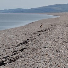 Vincent Jones - Chesil Beach (United Kingdom)