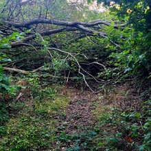 David Büchner - Socratic Trail