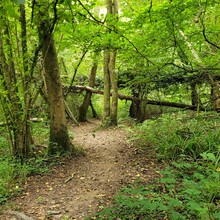 David Büchner - Socratic Trail