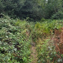 David Büchner - Socratic Trail