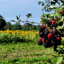 David Büchner - Socratic Trail