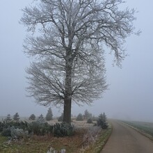 Geert van Nispen - Camino de Santiago de Compostela - Luxembourg (Luxembourg)