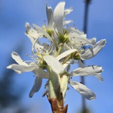 Georgetta M Frederick - Allegheny Front Trail (PA)