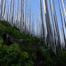 Christof Teuscher - PCT: Bridge of the Gods - Timberline Lodge (OR)