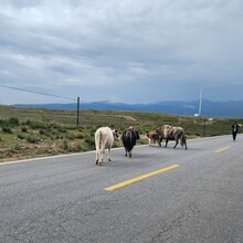 Catherine Y. Sun, Eric Y. Xin - Around Qinghai Lake (China)