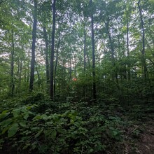 Bob Stewart - Benton MacKaye Trail (GA, TN, NC)