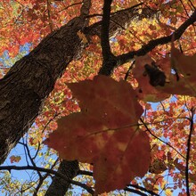 Rami Haddad, Juliana Castrillón - Blue Heron Trail (MA)