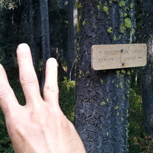 Steven "Aria Zoner" Thompson - Canyon Creek Lakes Trail, Trinity Alps Wilderness (CA)