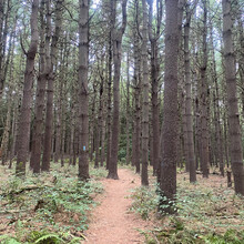 Scott Livingston - Highlawn Forest Trail (CT)