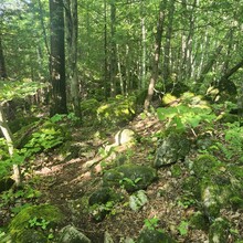 Ryan Flint - Bruce Trail, Blue Mountain Section