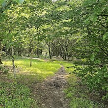 Richard Shaw - Glamorgan Ridgeway