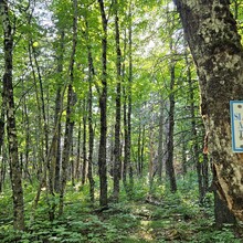 Robert Greenier - International Appalachian Trail - Maine Section (ME)