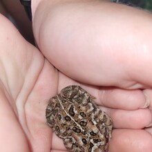 Philip Bernier, Mirella Brouillard - Acropole des draveurs