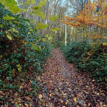 Frank Scheyltjens - Trails Godinne Red trail (Belgium)