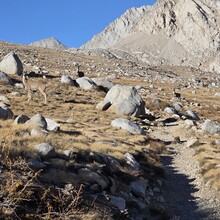 Robert Santoro, Stephen Santoro - Trans Sierra via Mt. Whitney