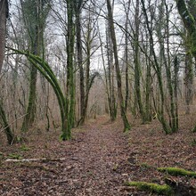 Geert van Nispen - GR®703 Jeanne d'Arc historic path - From Toul (Meurthe-et-Moselle) to Bagneux-la-Fosse (Aube) (France)