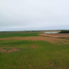 Tom Forster - Shepherds Trail