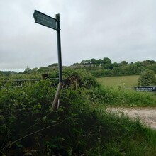 Tom Forster - Shepherds Trail