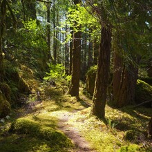 Antoinette Busch - Alberni Inlet Trail