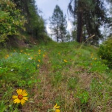 Kris Rickert - ID Orofino Big Eddy to Freeman Creek Campground in Dworshack State Park (Out and Back)