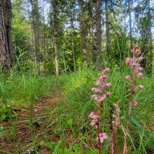 Kris Rickert - ID Orofino Big Eddy to Freeman Creek Campground in Dworshack State Park (Out and Back)