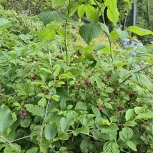 Christina Kirk - The Pendling Express