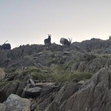 Anna Buckingham - Mountain Goat Circuit