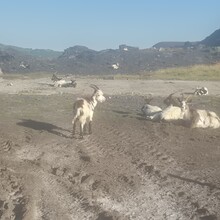 Anna Buckingham - Mountain Goat Circuit