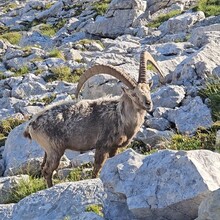 Tessa Caspers - Via Alpina (Slovenia, Italy, Austria, Germany, Liechtenstein, Switzerland, France, Monaco)