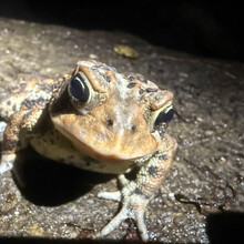Eli Burakian - Eastern White Mountains Triple Infinity Loop (NH, ME)