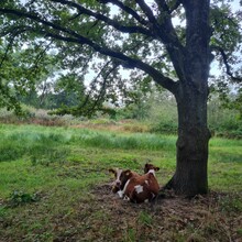 Krijn Bustraan - Hertog Hendrikpad (Netherlands)